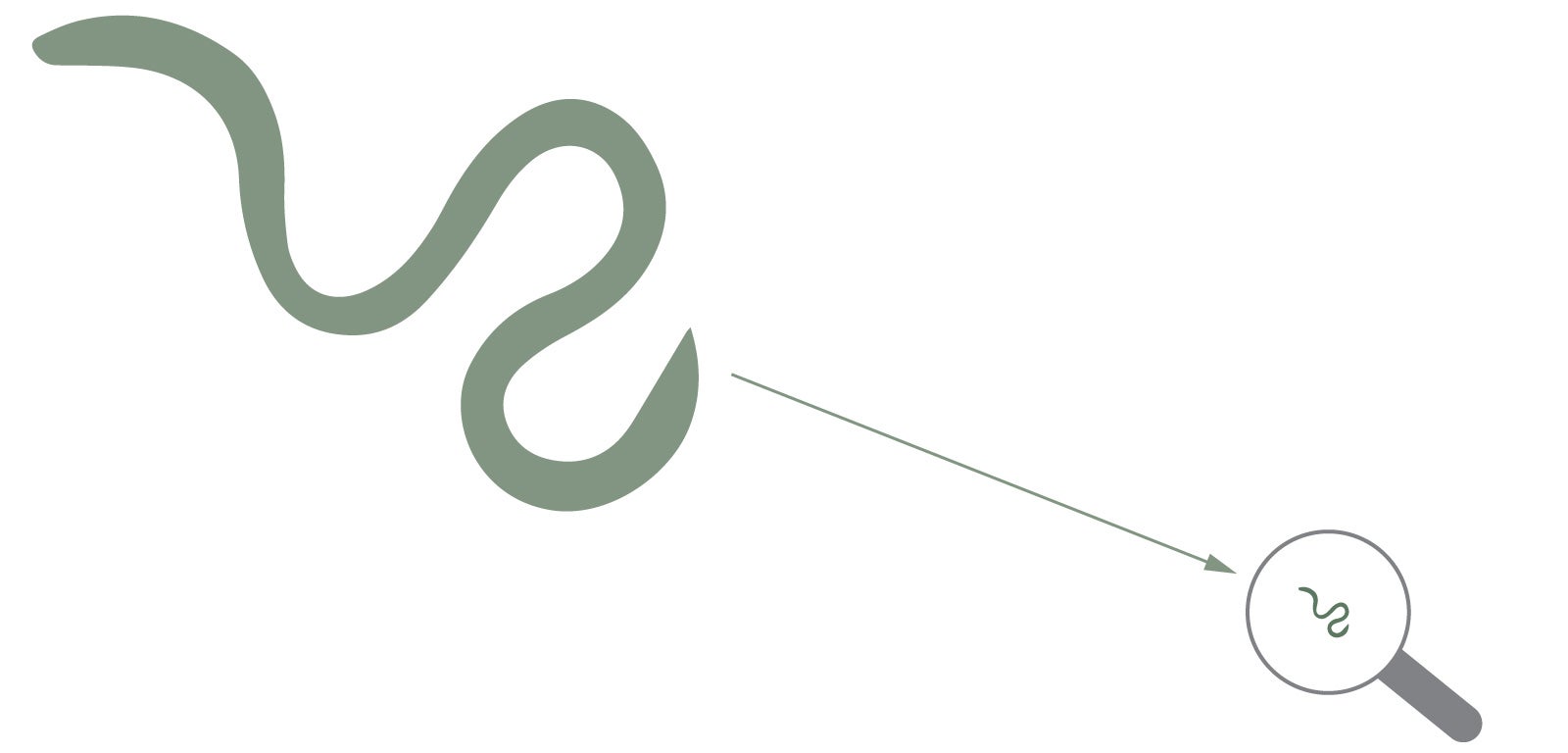 Illustration: An arrow from a large green worm points to a magnifying glass with a small green worm.
